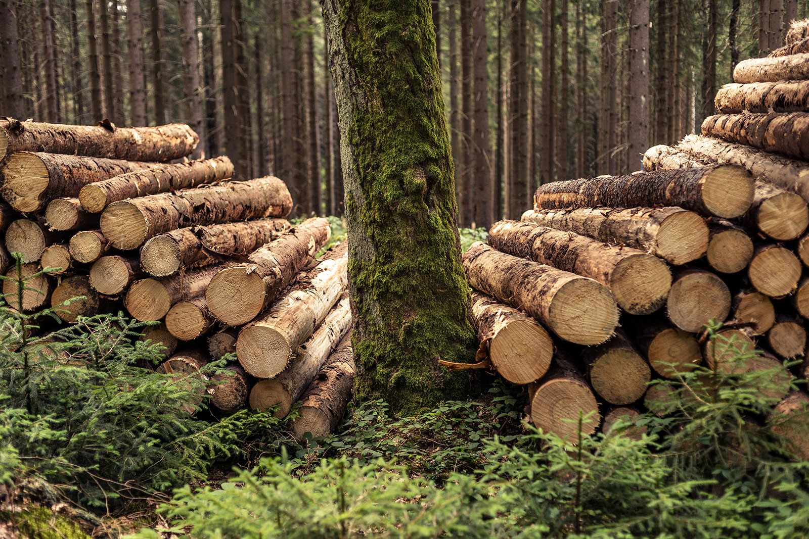 forstwirtschaft-wald Wielton Curtain Master STD Industriebereich